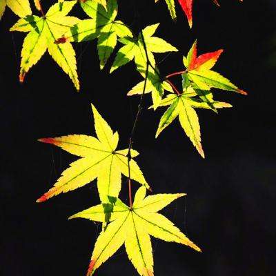 糖果公主3星梦芭蕾快速下载